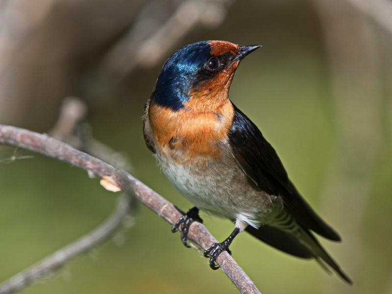 Welcome Swallow